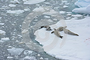 Seals sleeping on an ice floe, Antarctica