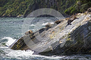 Seals sleeping in Milford Sound, at Seal Rock