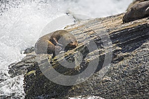 Seals sleeping in Milford Sound, at Seal Rock