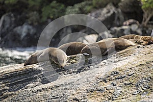 Seals sleeping in Milford Sound, at Seal Rock