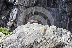 Seals sleeping in Milford Sound, at Seal Rock