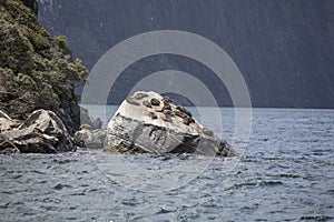 Seals sleeping in Milford Sound, at Seal Rock