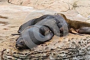 Seals sleeping on rock under sunlight in a aquarium