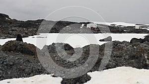 Seals in snow at Scientific Antarctic station Academician Vernadsky.