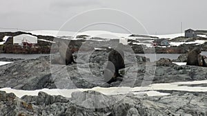 Seals in snow at Scientific Antarctic Station Academician Vernadsky.