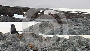 Seals in snow at Scientific Antarctic Station Academician Vernadsky.