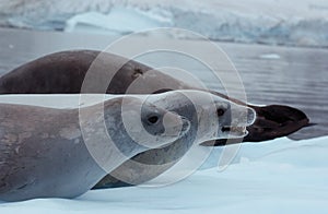 Seals At The South Pole