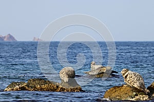 Seals spotted seal, largha seal, Phoca largha laying on coastal rocks in sunny day. Wild spotted seal sanctuary. Calm blue sea,