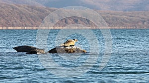 Seals spotted seal, largha seal, Phoca largha laying on the reef in the sea water in sunny day. Female seal looks around and div