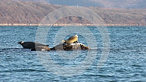 Seals spotted seal, largha seal, Phoca largha laying on the reef in the sea water in sunny day. Male seal dives into the water,