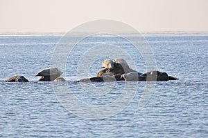 Seals spotted seal, largha seal, Phoca largha laying on the rock in  sea water in sunny day on ocean horizon background. Wild sp