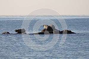 Seals spotted seal, largha seal, Phoca largha laying on the rock in  sea water in sunny day on ocean horizon background. Wild sp