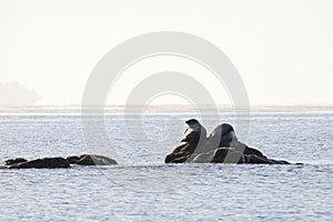 Seals spotted seal, largha seal, Phoca largha laying on the rock in  sea water in sunny day on ocean horizon background. Wild sp