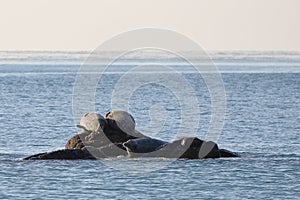 Seals spotted seal, largha seal, Phoca largha laying on the rock in sea water in sunny day. Wild spotted seal sanctuary.