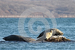 Seals spotted seal, largha seal, Phoca largha laying on the rocky reef in sea water in autumn sunset light on blurred background