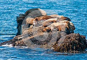 Seals sun bathing