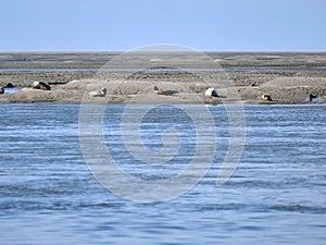 Seals sunbathing on sand bank for the coast of Somme Bay France
