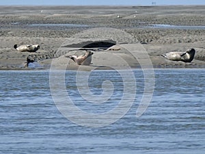 Seals sunbathing on sand bank for the coast of Somme Bay France