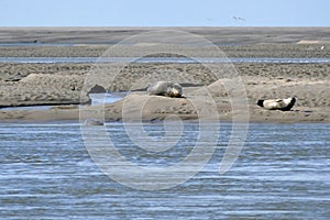 Seals sunbathing on sand bank for the coast of Somme Bay France