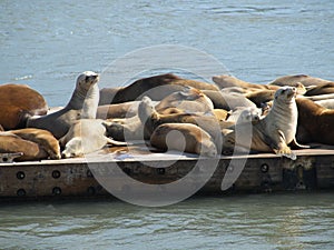 Seals sunning on pier