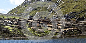 Seals sunning on rocky tidal shore