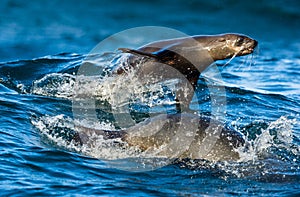 Seals swim and jumping out of water .