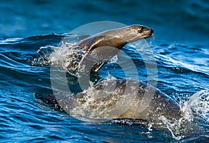 Seals swim and jumping out of water