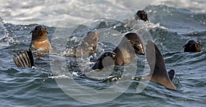 Seals swim and jumping out of water . Cape fur seal (Arctocephalus pusilus).