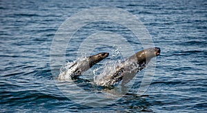 Seals swim and jumping out of water. Jumping Cape fur seal. Scientific name: Arctocephalus pusillus pusillus. South Africa