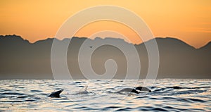 Seals swim and jumping out of water on sunset