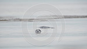 Seals Swimming On The Calm Water In Rathlin Island, Northern Ireland, UK. - medi