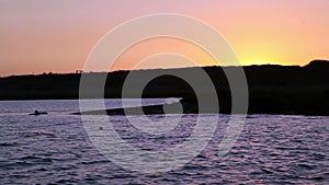 Seals Swimming In Rogue River At Sunset