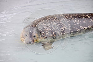 Seals are swimming together in Asahiyama zoo in Sapporo, Hokkaido Japan January 2, 2018