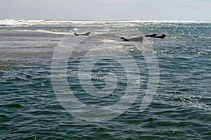 Seals take to the sea photo