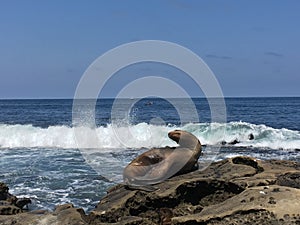 Seals taking a sunbath