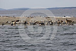 Seals with their pups on Minor Island