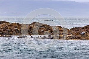 Seals on the Treshnish isles