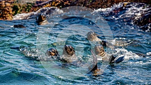 Seals in the water. Cape fur seal, Scientific name: Arctocephalus pusilus. Seal Island, False Bay, South Africa