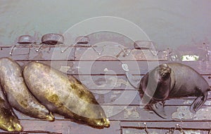 Seals on Wooden Pier at Cannery Row, Monterey, California