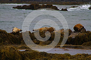 Seals at beach, Iceland