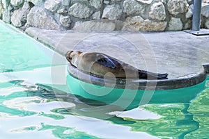 Seals in the zoo