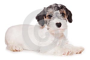 Sealyham Terrier