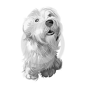 Sealyham Terrier toy god, pet of small size watercolor portrait digital art. Hand drawn domestic animal with long haired coat
