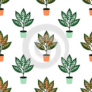 Seamless aglaonema pattern