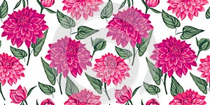 Seamless artistic floral dahlias with leaves pattern on a white background. Vector hand drawn. Beautiful pink rose, rosy flowers