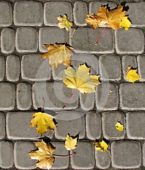 Seamless autumn leaves on cobbles
