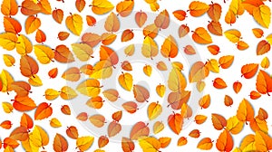 Seamless autumn leaves horizontal banner isolated on white background. Advertising template with golden autumn fall leaf