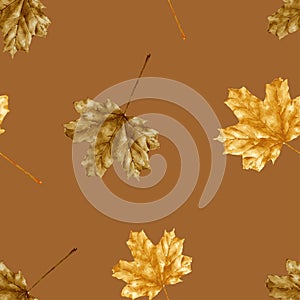 Seamless Autumn leaves water colour on brown background, Dry maples leaves in brown and gold colour pattern for Autumnal