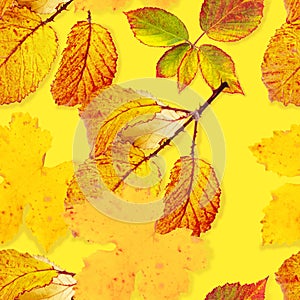 A seamless autumn pattern with vibrant yellow and orange fall leaves on a yellow background