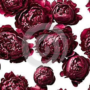 seamless background of beautiful bright flowers of burgundy lush peonies, spring gift, holiday of spring and flowering, cut out